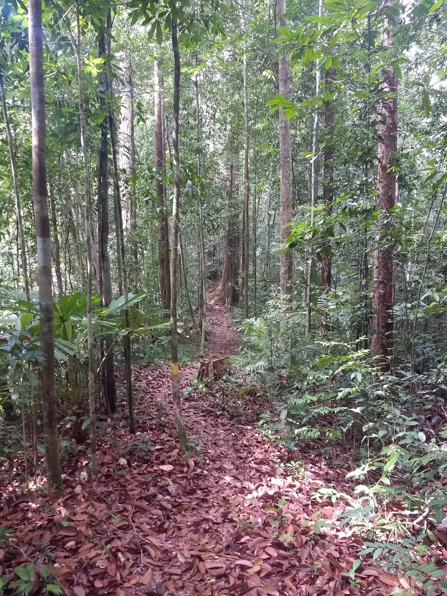 Parque nacional de Lambir Hills