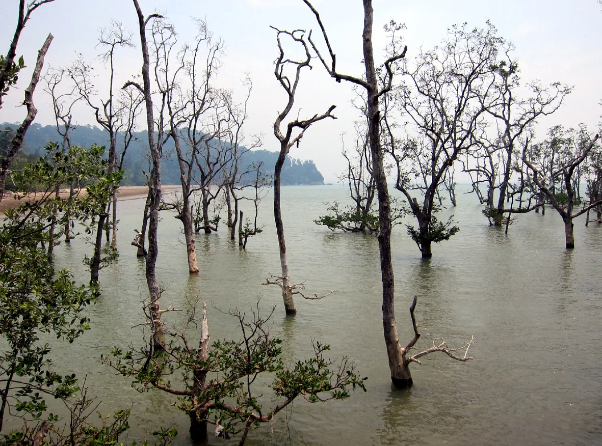 Paysage de mangrove du parc national de Bako