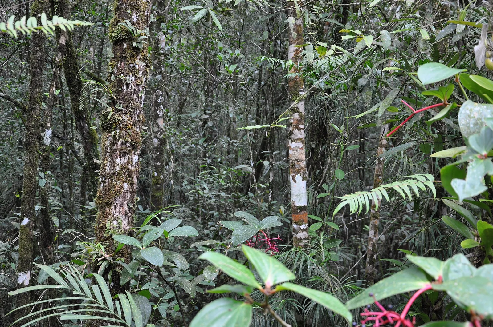 Jardin botanique du parc du Kinabalu