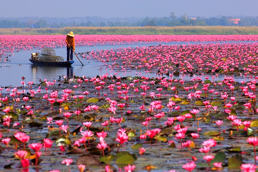 Mer de lotus rouges