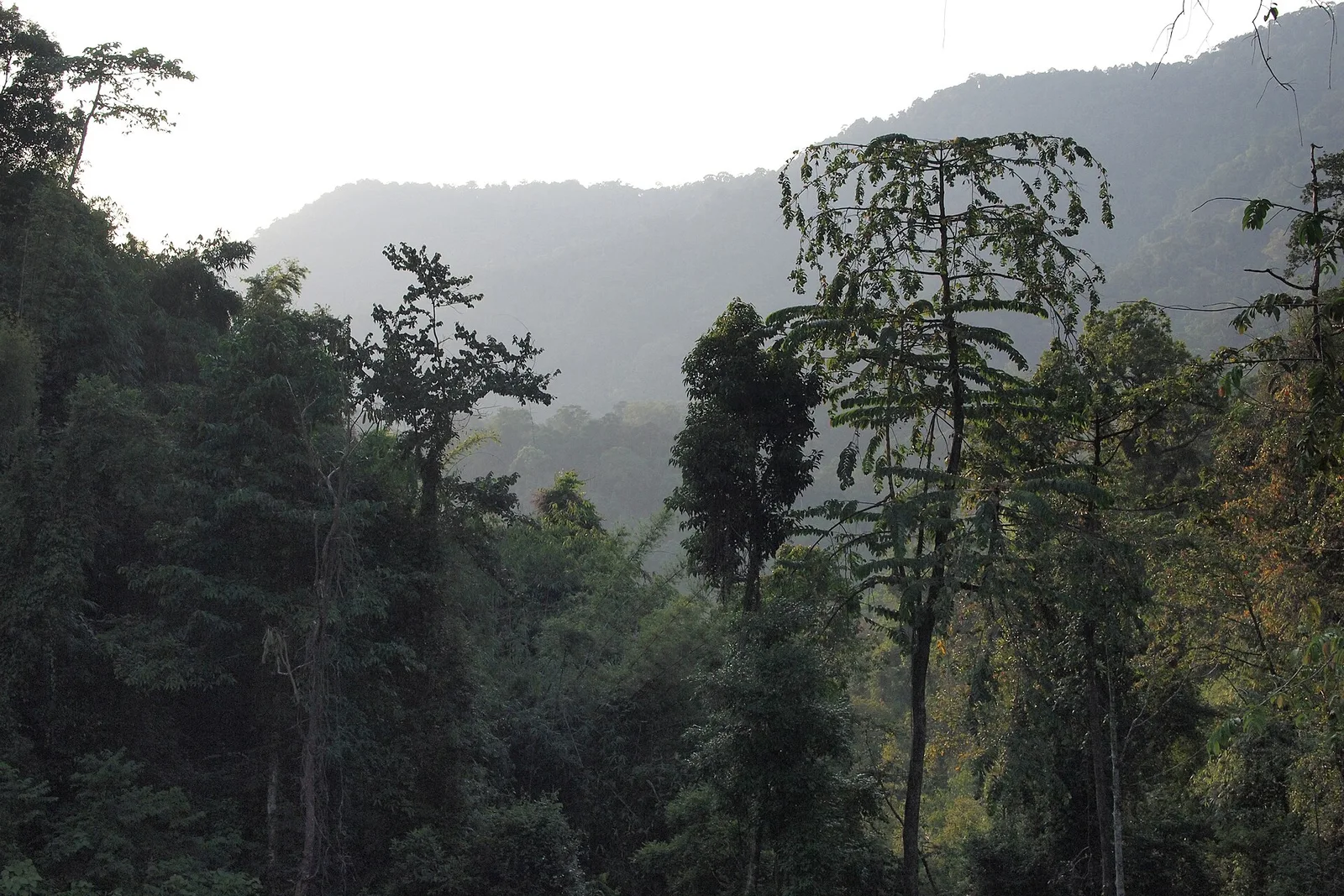 Forêt de Khao Sok
