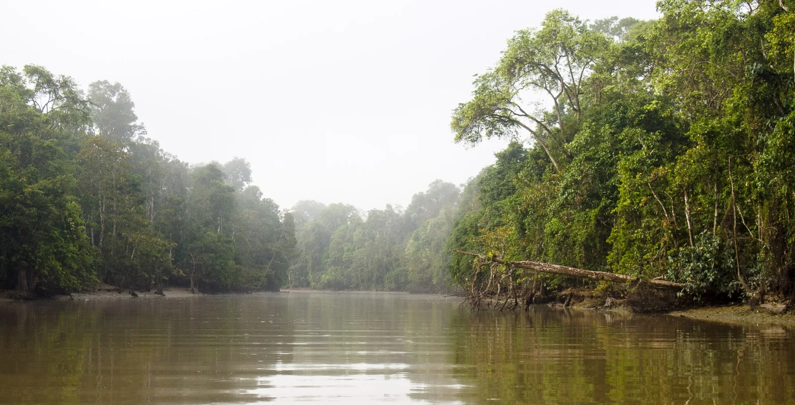 Rivière Kinabatangan