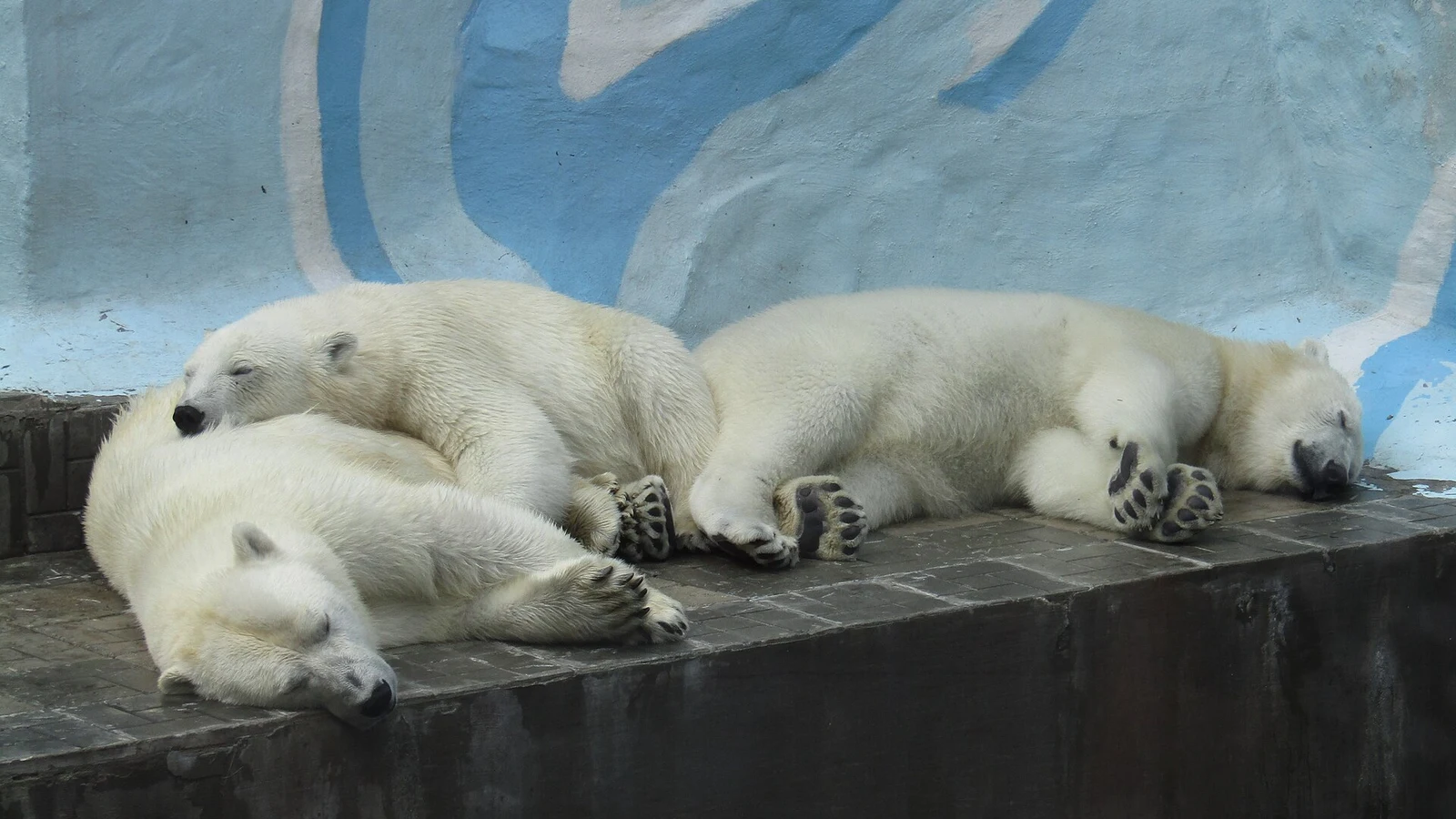 Parc zoologique de Novossibirsk