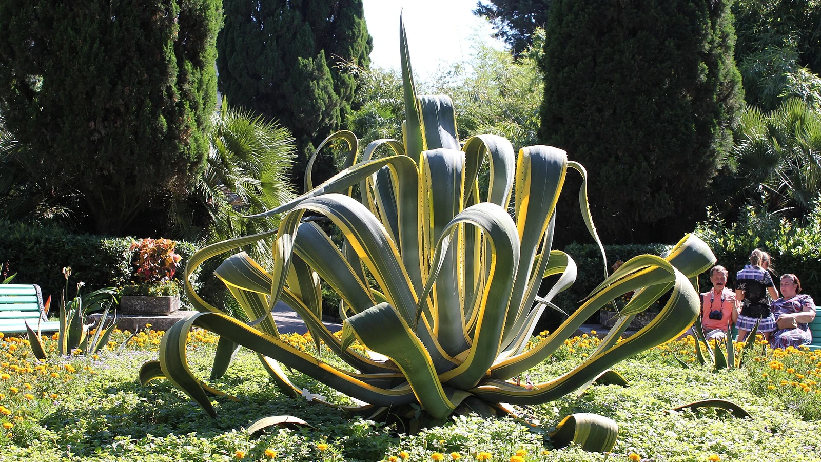 Arboretum de Sotchi