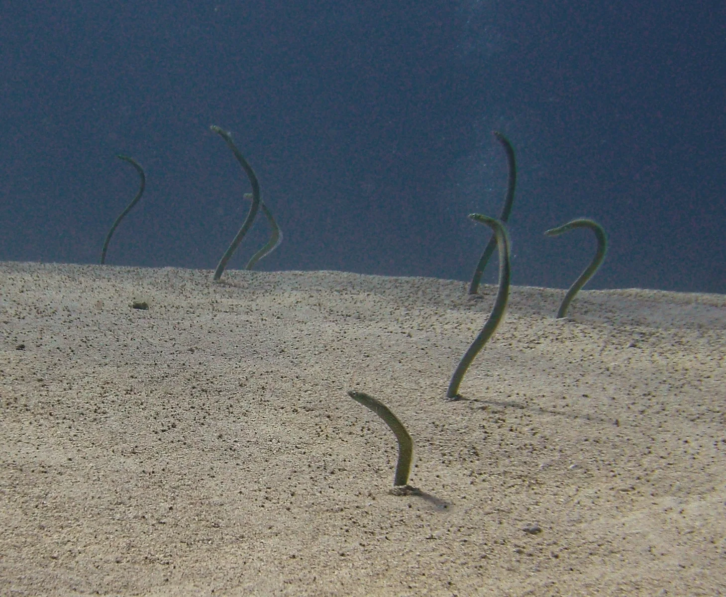 Site récifal d’Eel Garden