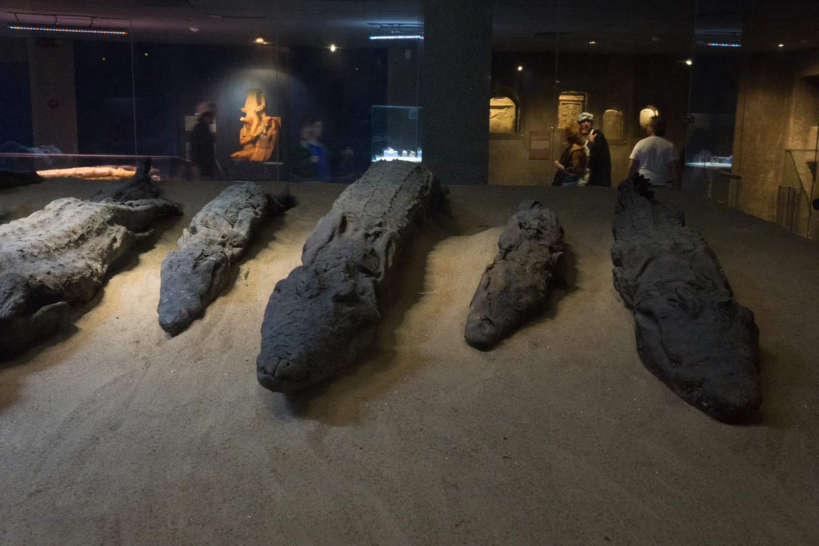 Musée du crocodile de Kôm Ombo