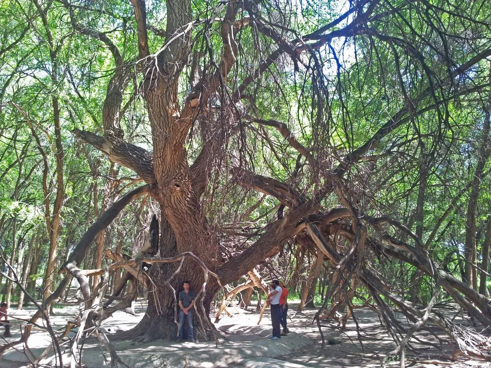 Arbre sacré Aoulie-Agach