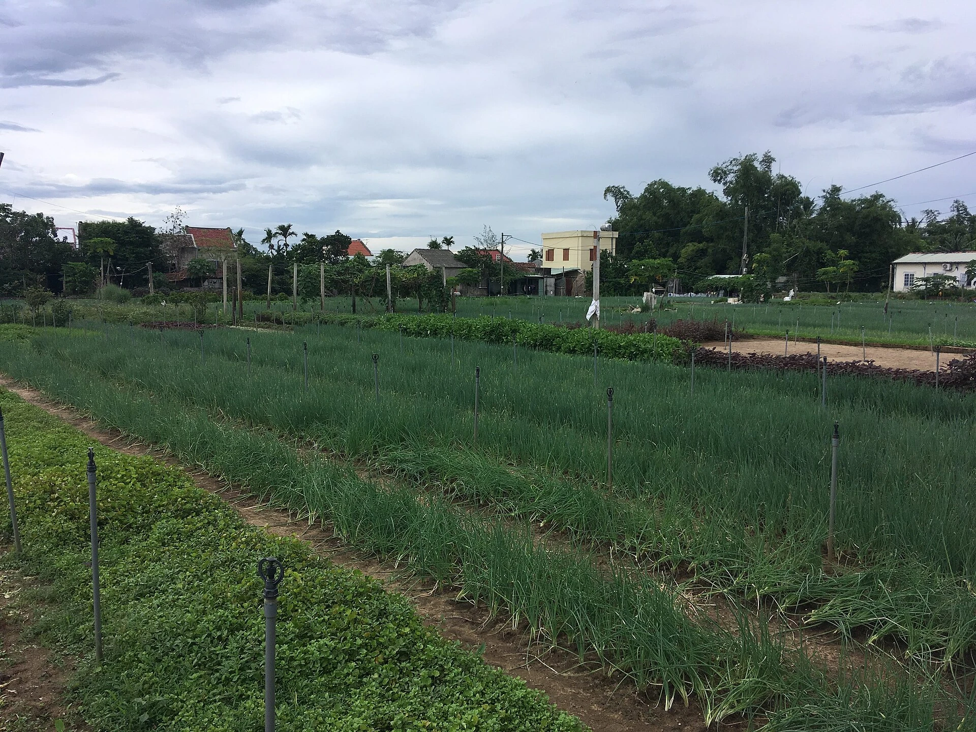 Trà Quế vegetable-growing village