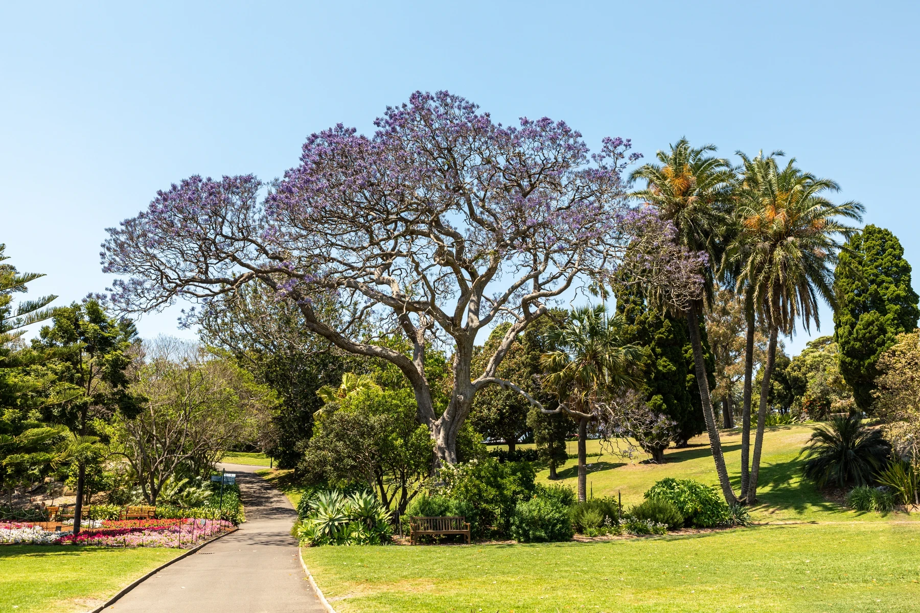 Real Jardín Botánico de Sídney