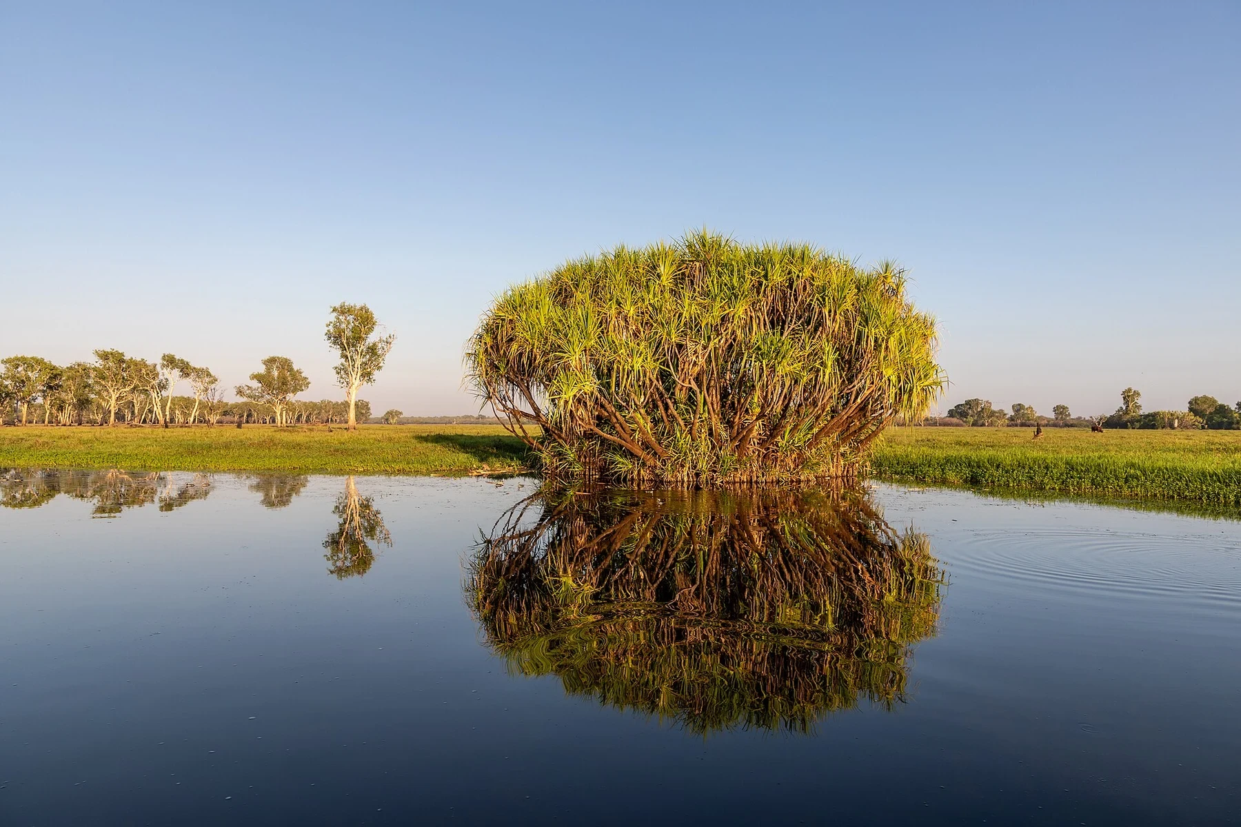 Yellow Water — Ngurrungurrudjba