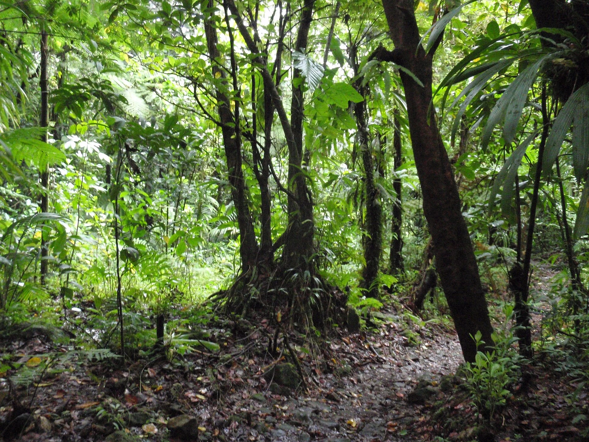 Morne Trois Pitons — Dominique, forêts et lacs volcaniques