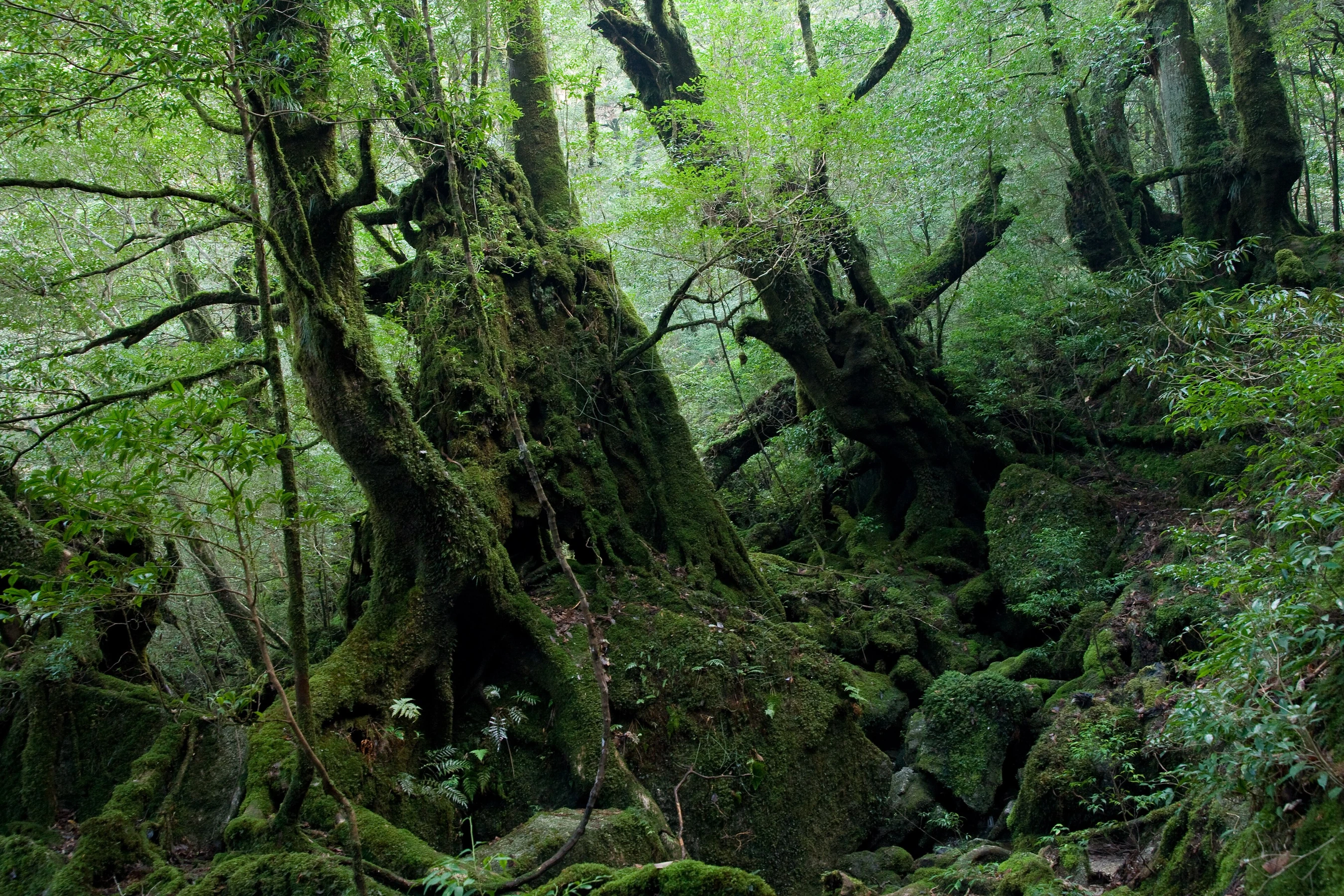 Ravin Shiratani Unsui - Yakushima