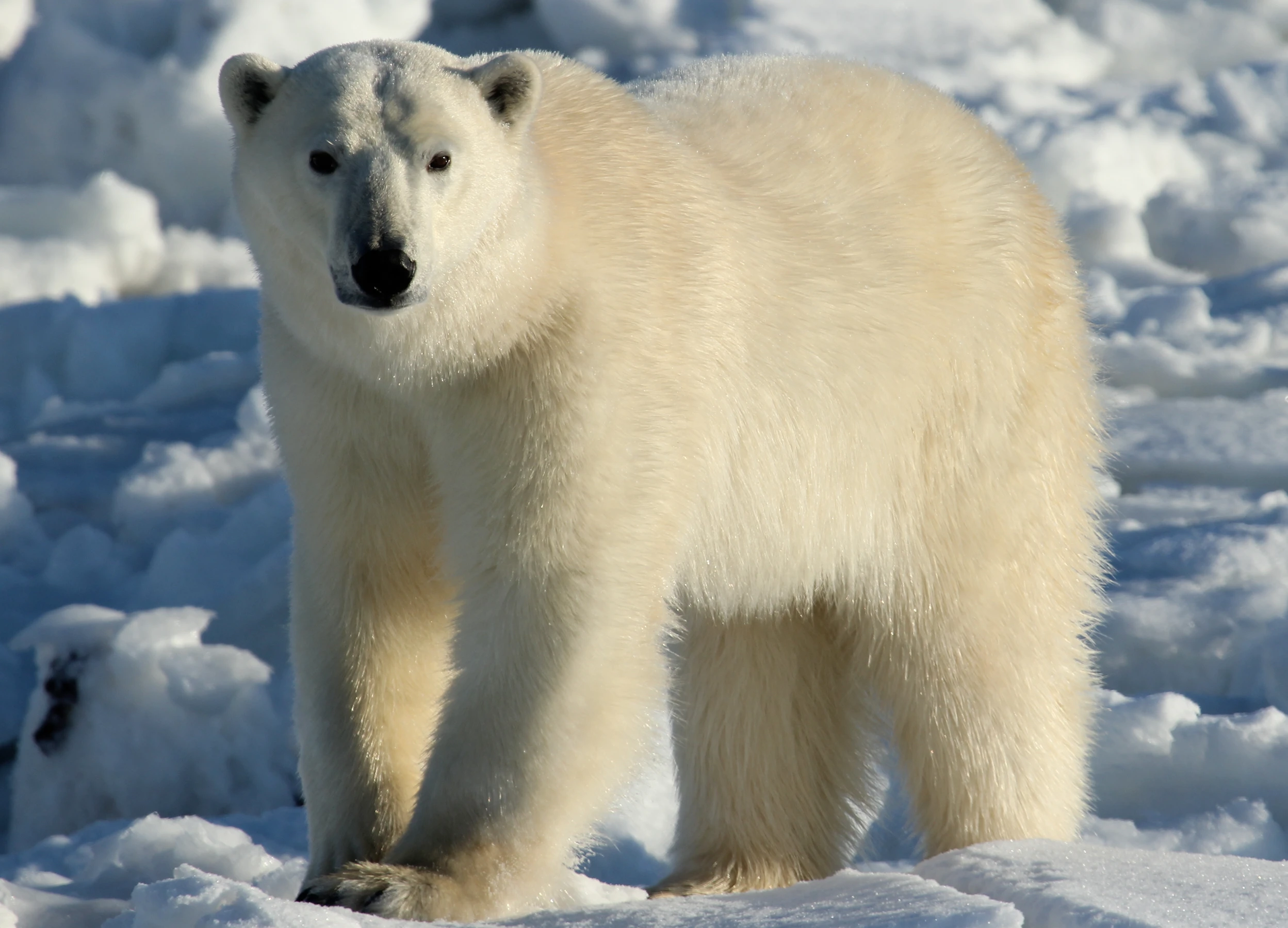 Wapusk National Park - Churchill