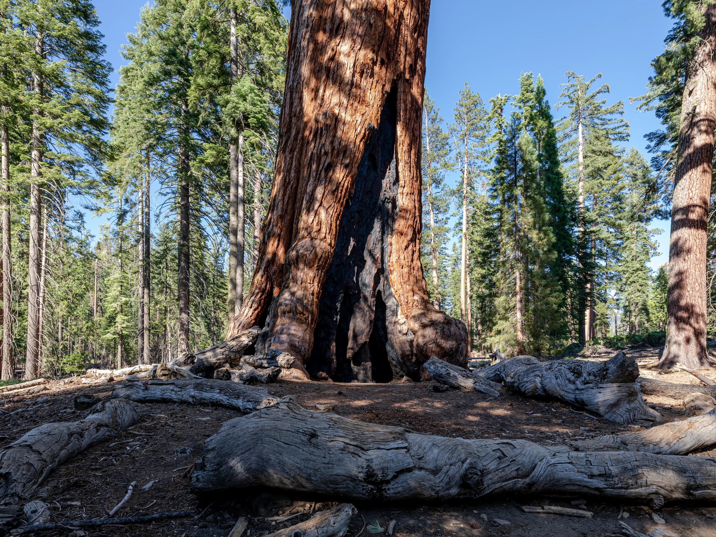 Mariposa Grove - Yosemite National Park