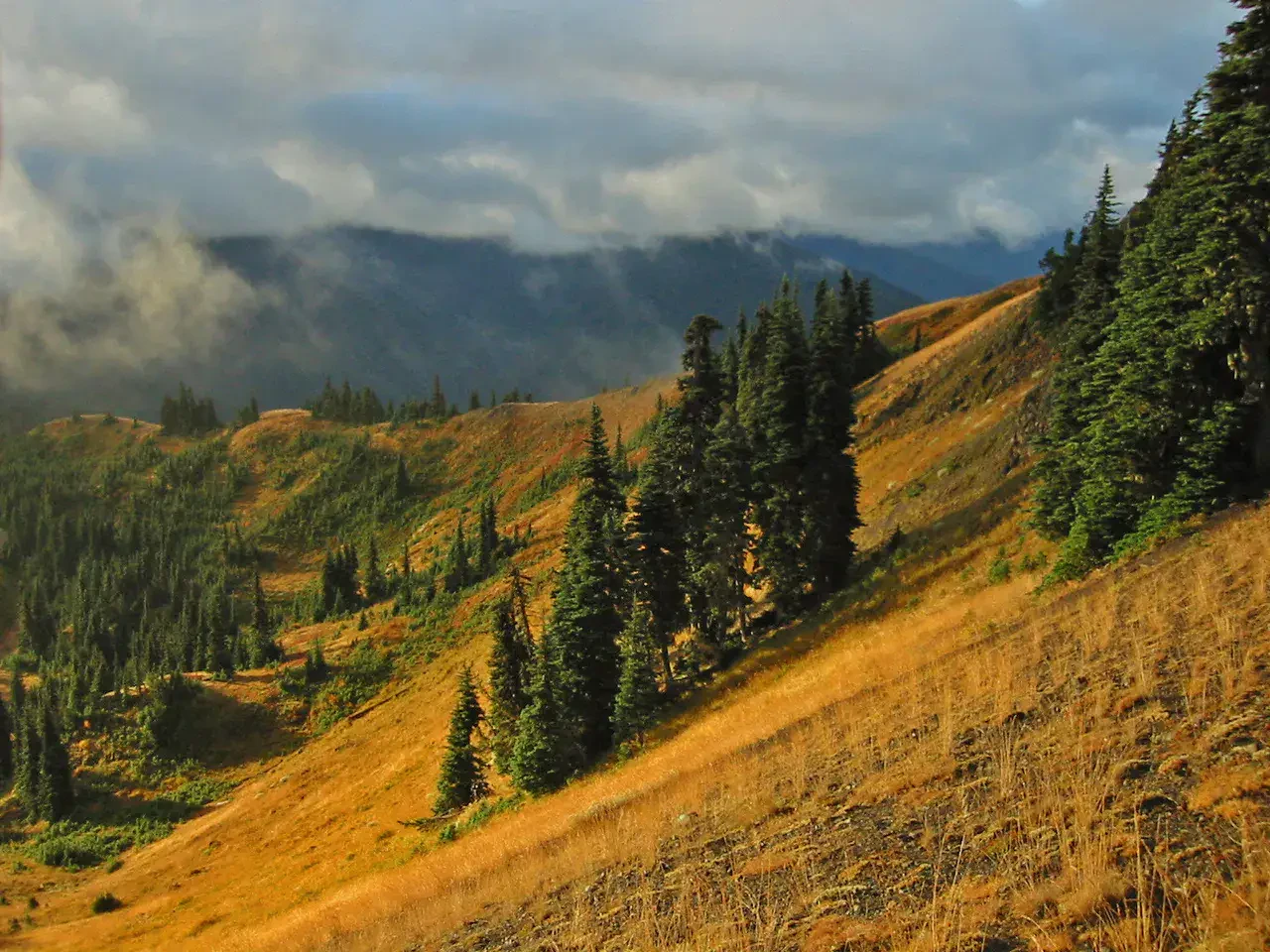 Parc national Olympique — vue contextuelle de Hoh Rain Forest et côte Olympic