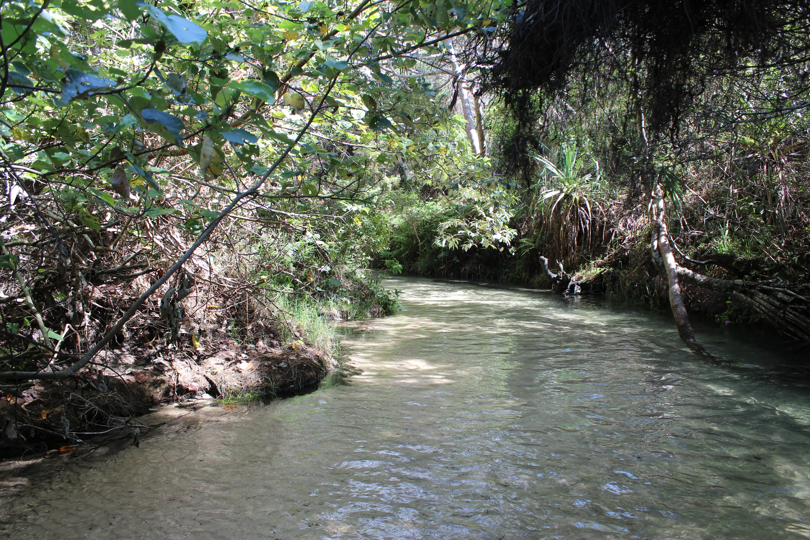 Eli Creek