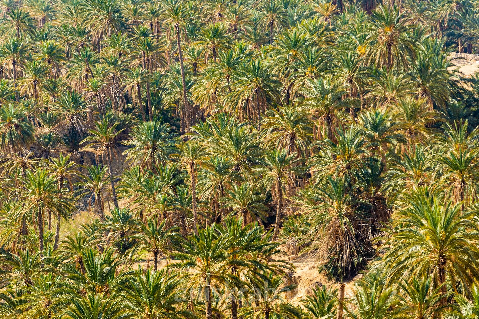 Oasis de Chebika