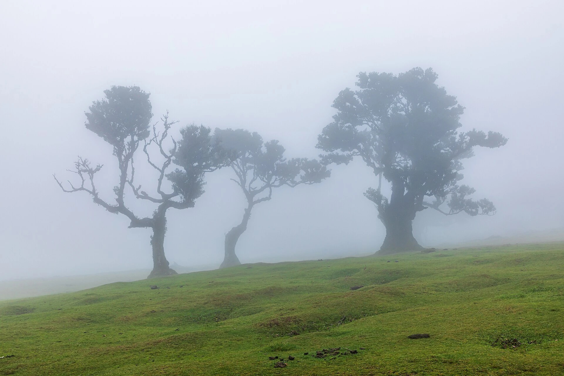 Forêt Laurifère de Madère — Levadas et côte nord de Madère