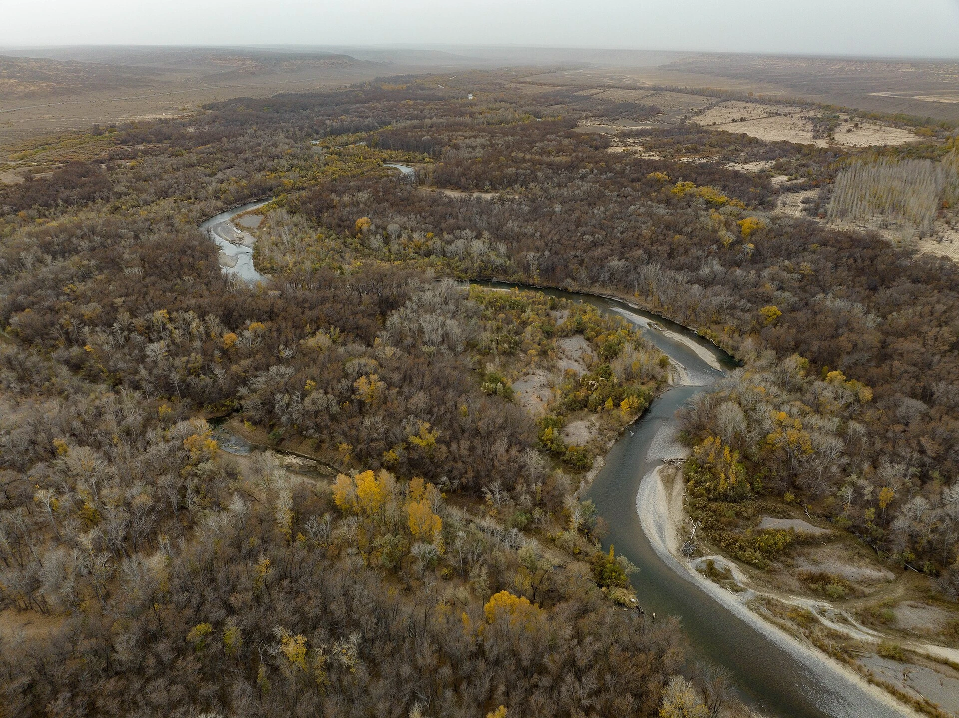 Charyn Ash Grove