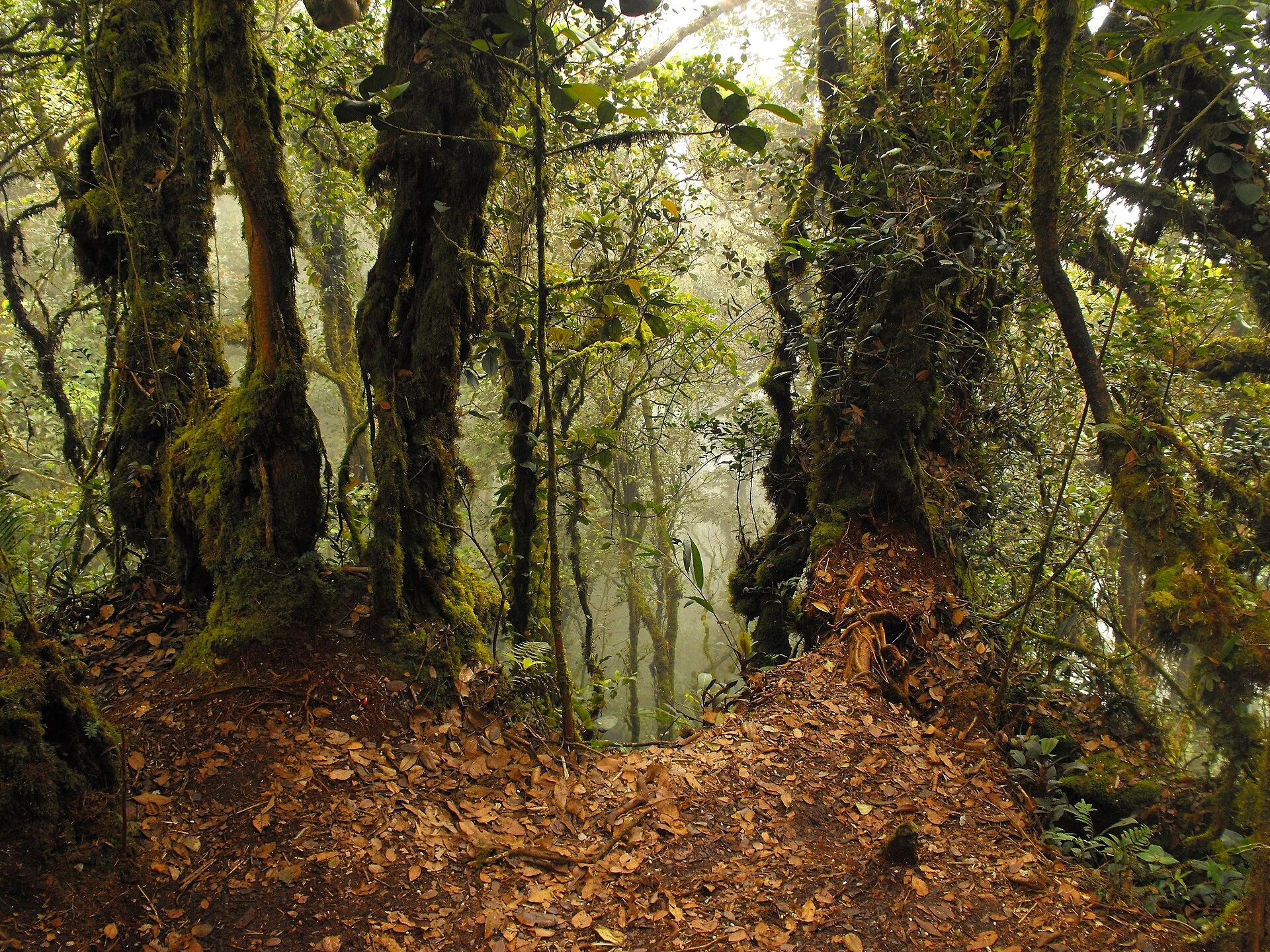 Mossy Forest, Cameron Highlands