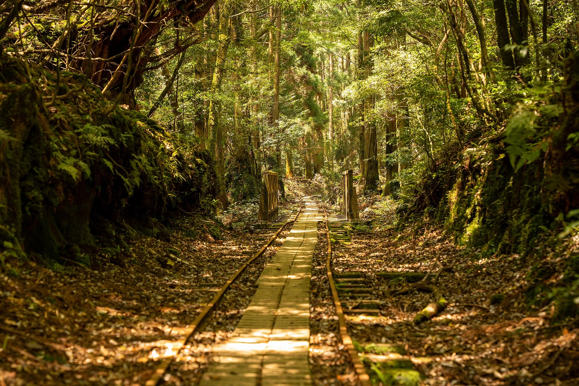 Parc national de Yakushima - Yakushima