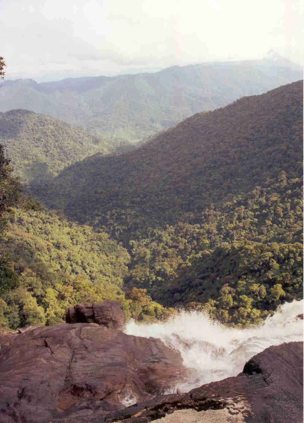 Forêt du parc de Bạch Mã
