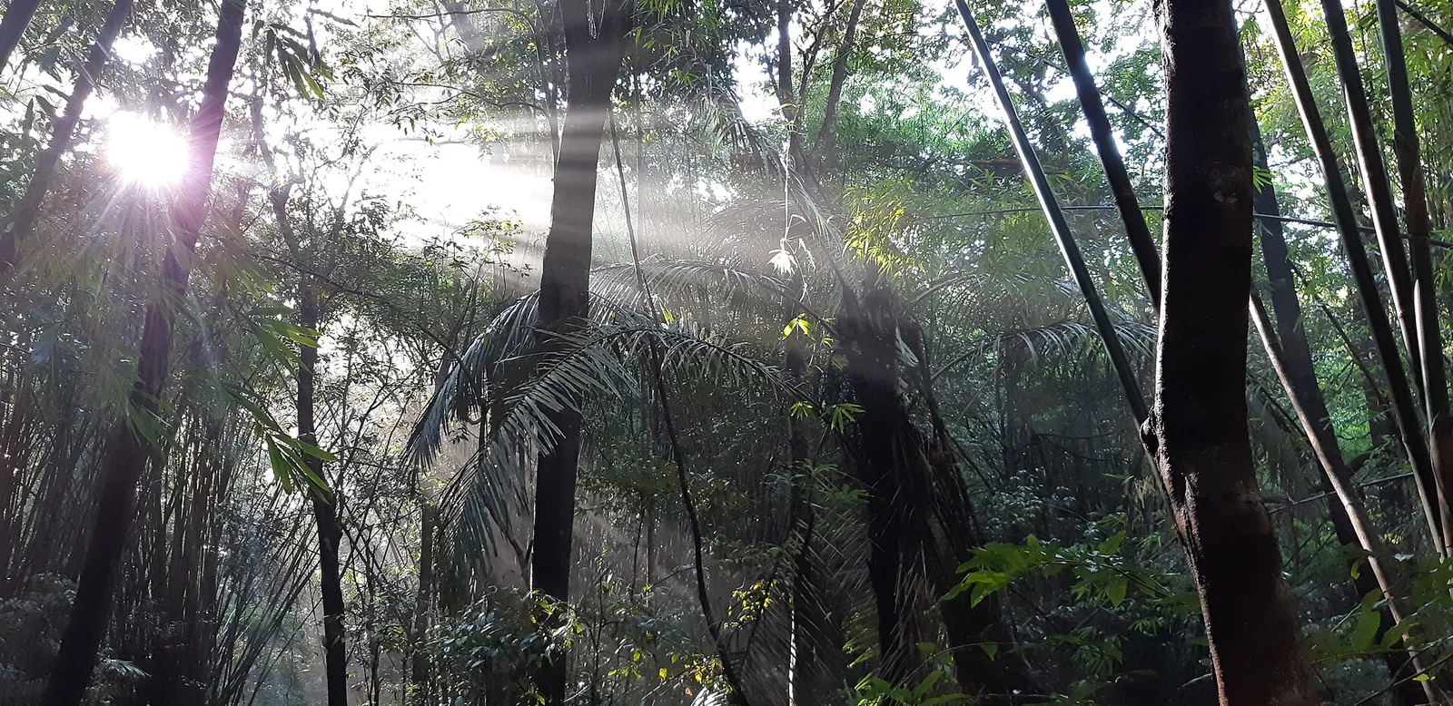 Forêt protégée de Keo Seima