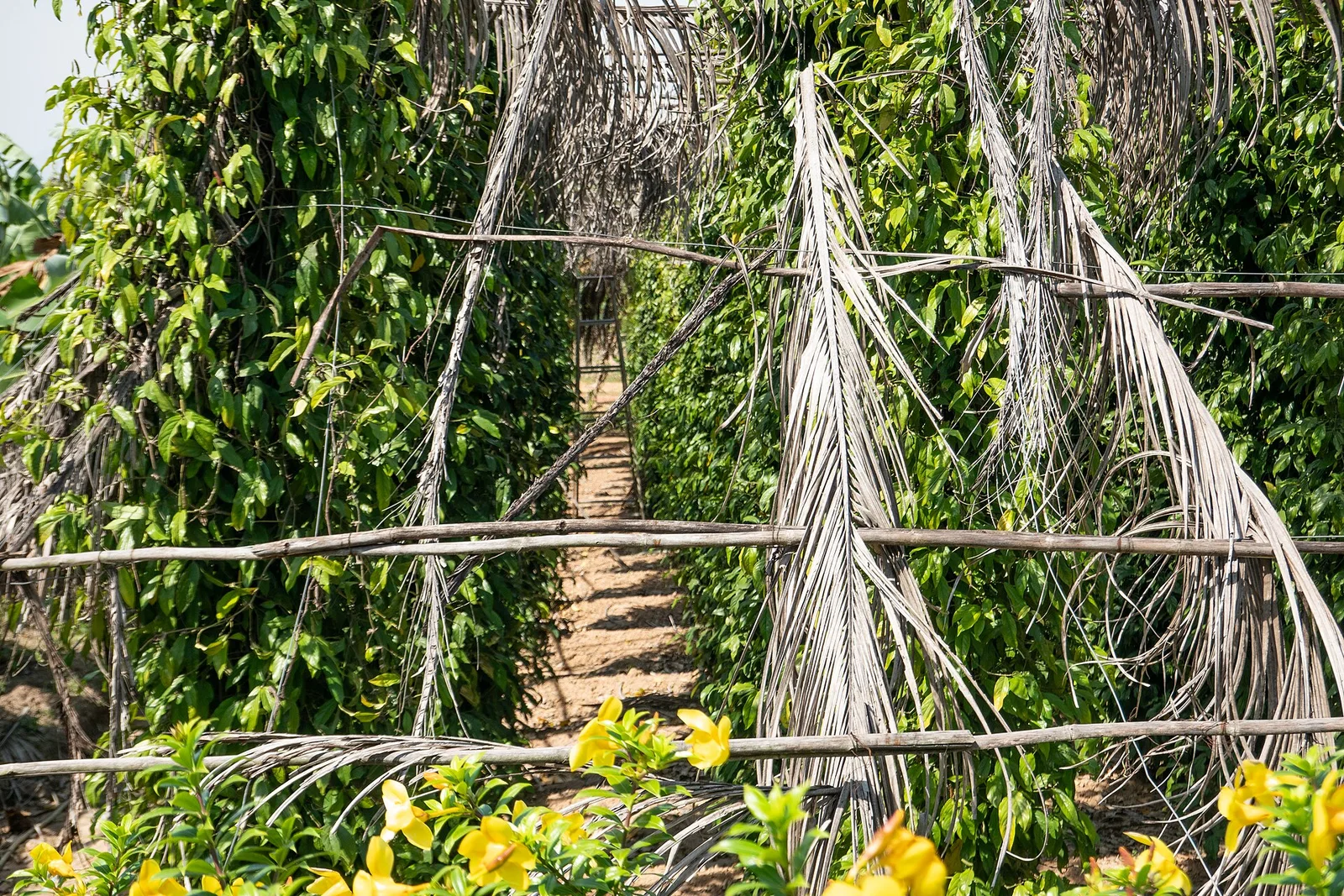 Plantations de poivre de Kampot