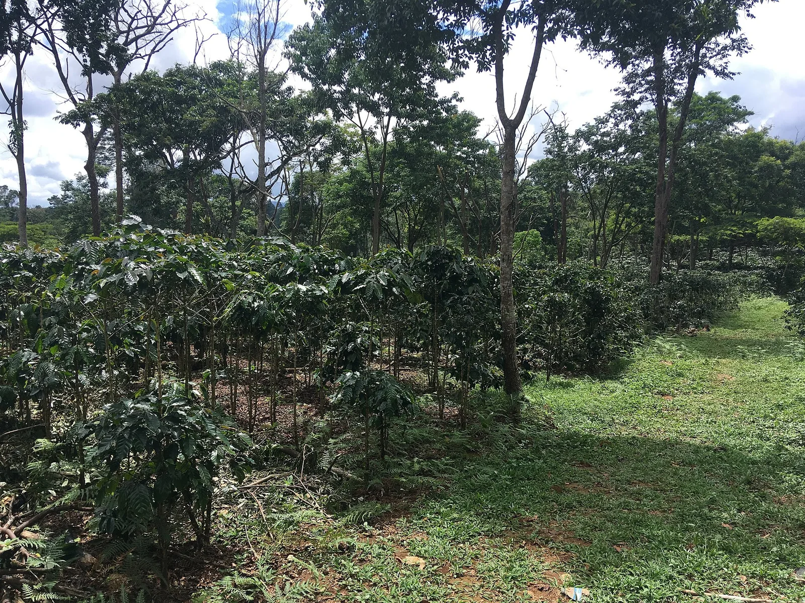 Plantations de café de Paksong