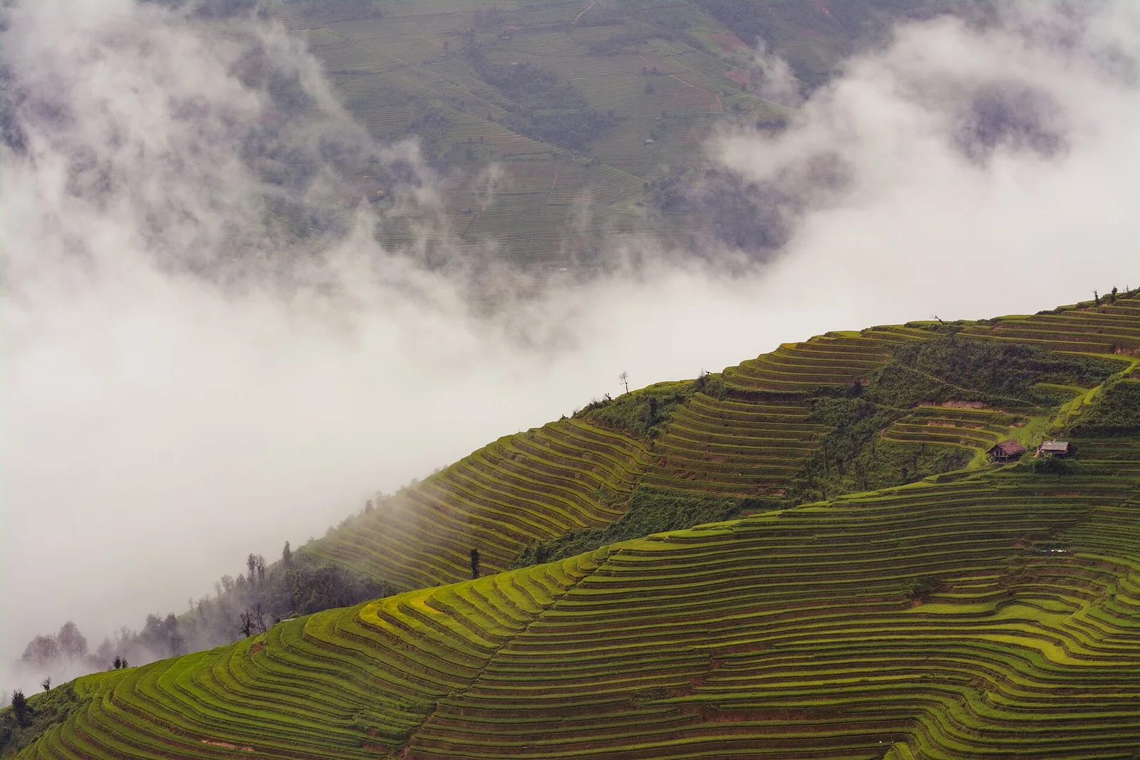 Rizières de La Pán Tẩn
