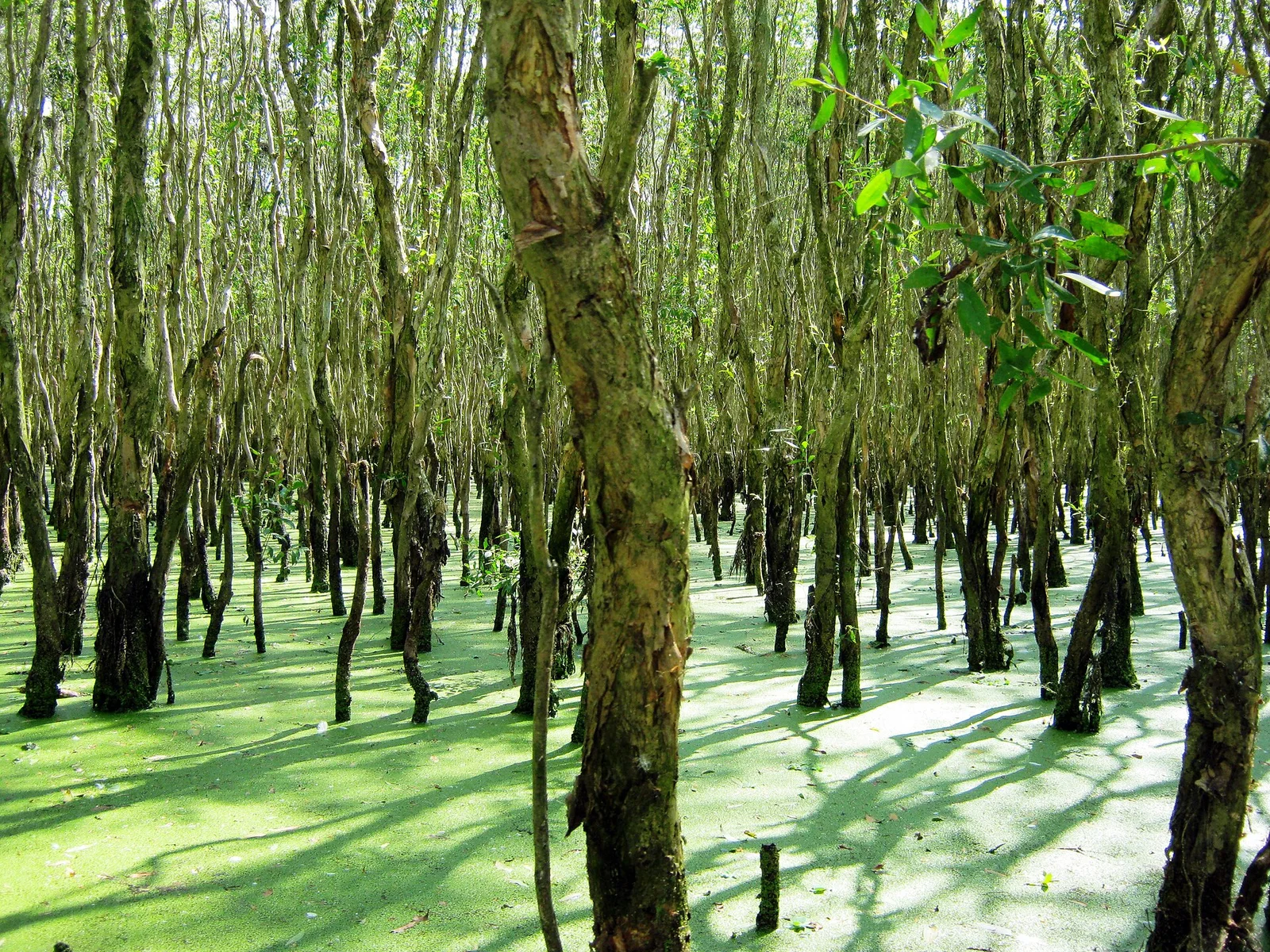 Forêt de Trà Sư