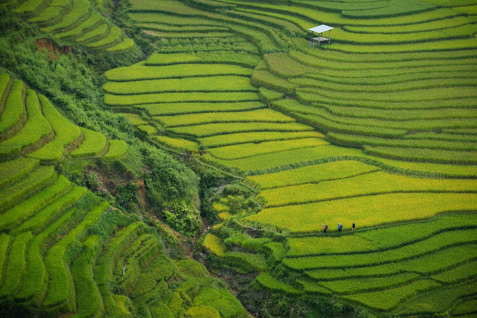 Rizières visibles dans le secteur du col de Khau Phạ