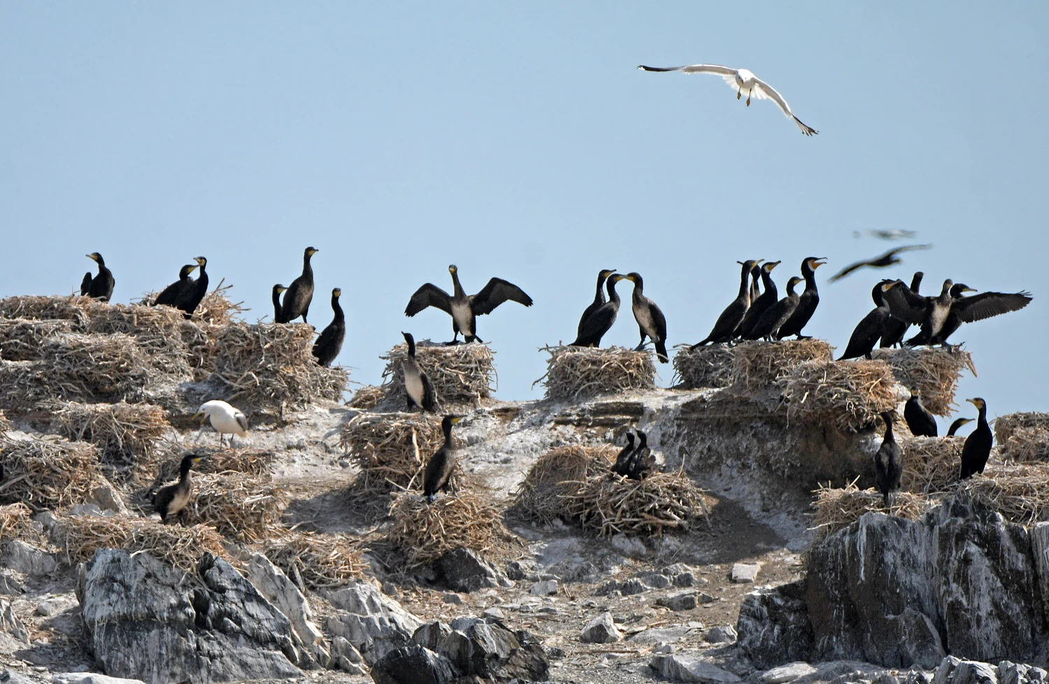 Îles de la réserve d’Alakol