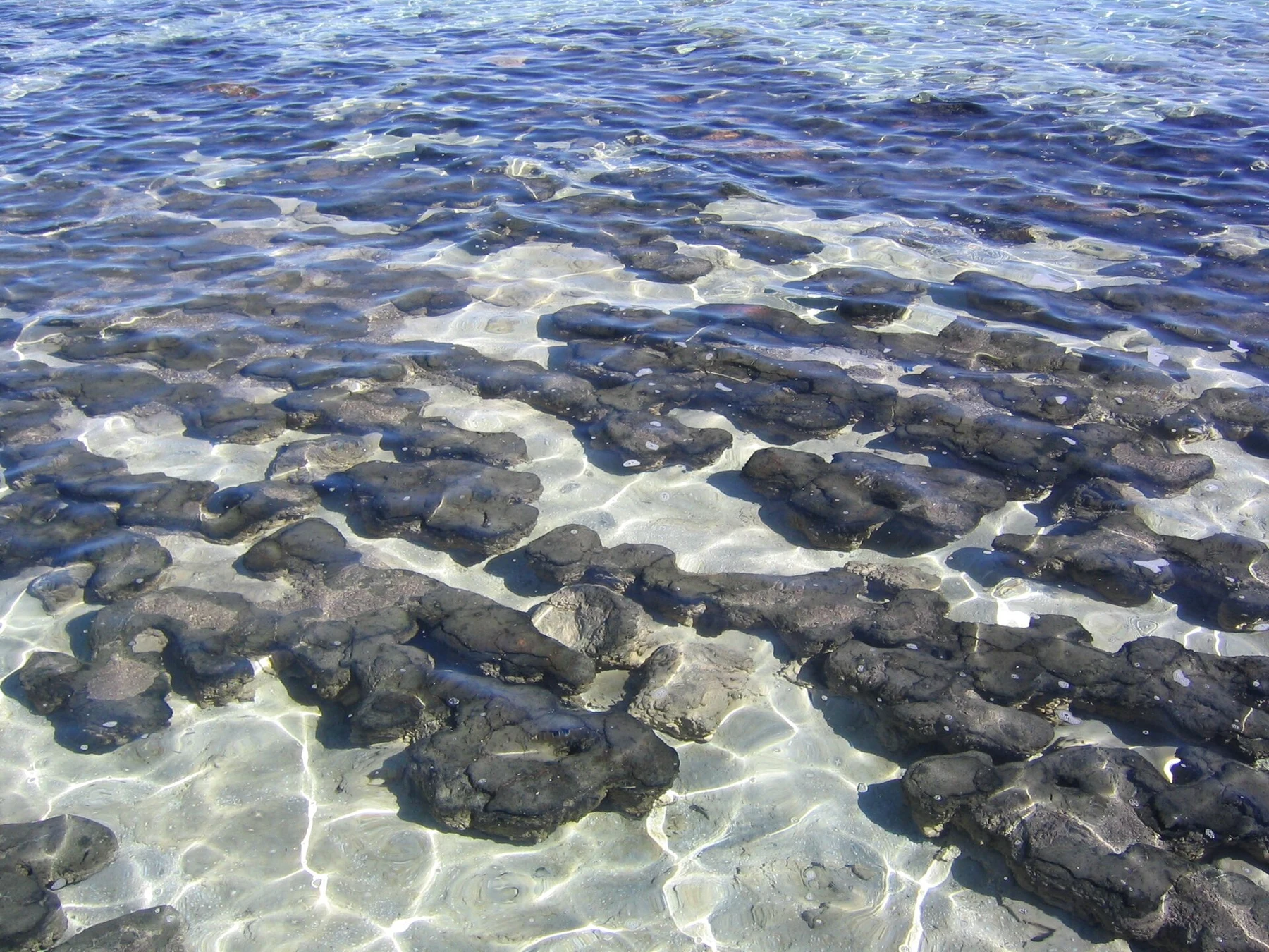 Estromatolitos de Hamelin Pool