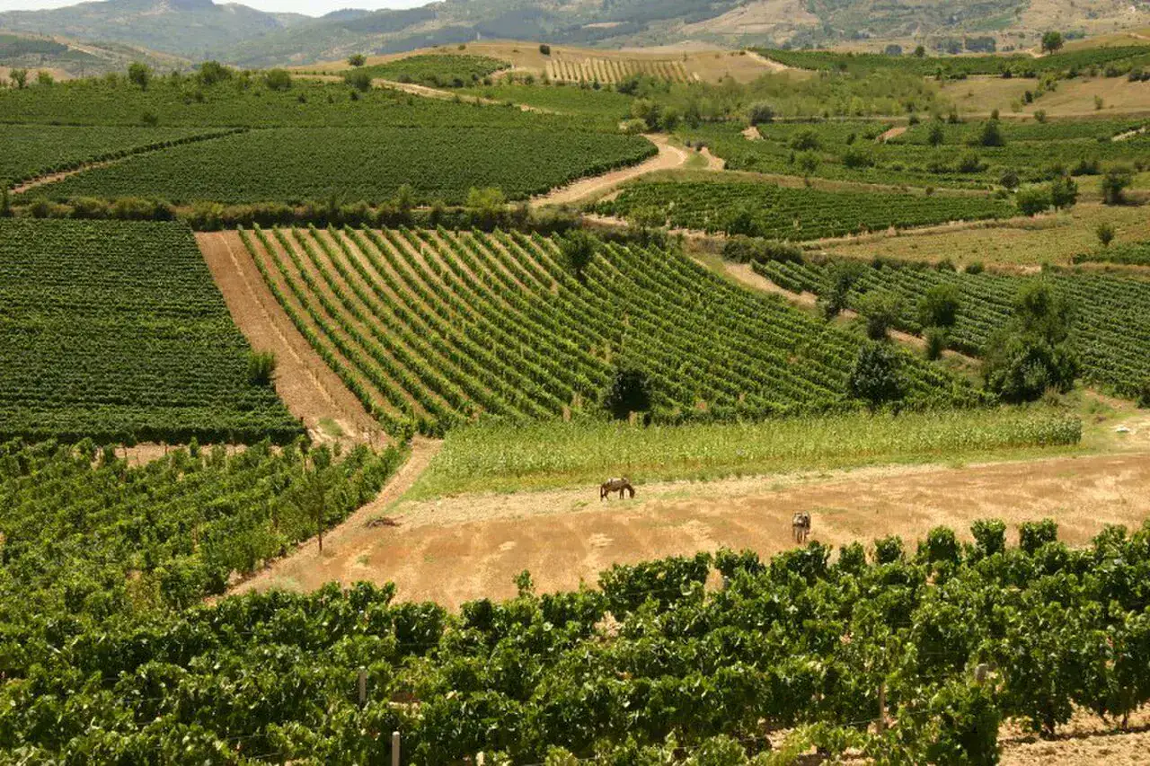 Vignobles près de Kavadarci
