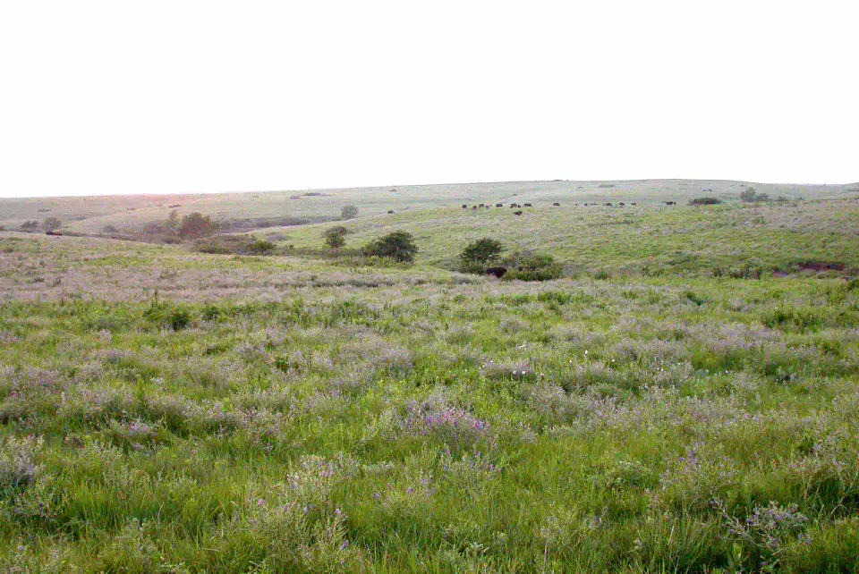 Konza Prairie - Flint Hills