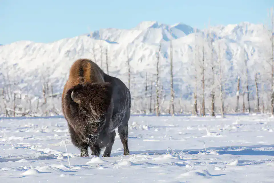 Alaska Wildlife Conservation Center - Girdwood et Turnagain Arm