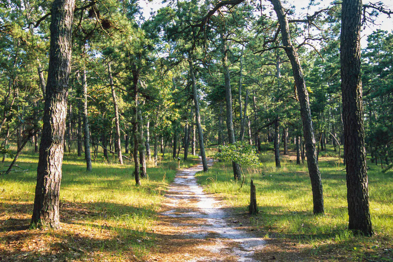 Wharton State Forest - Pine Barrens du New Jersey