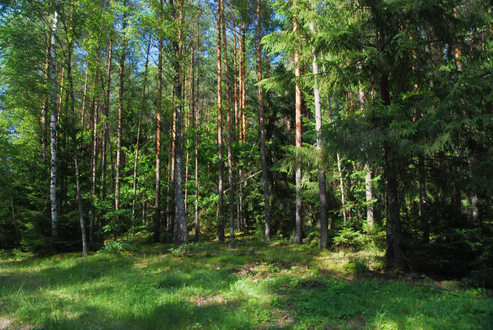 Forêt d’Augustów
