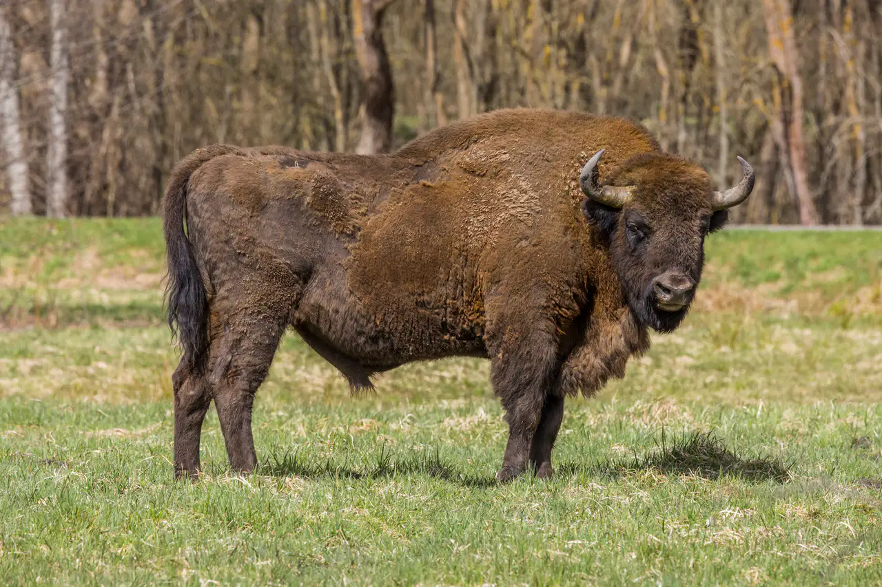Bison d'Europe - Forêt de Białowieża