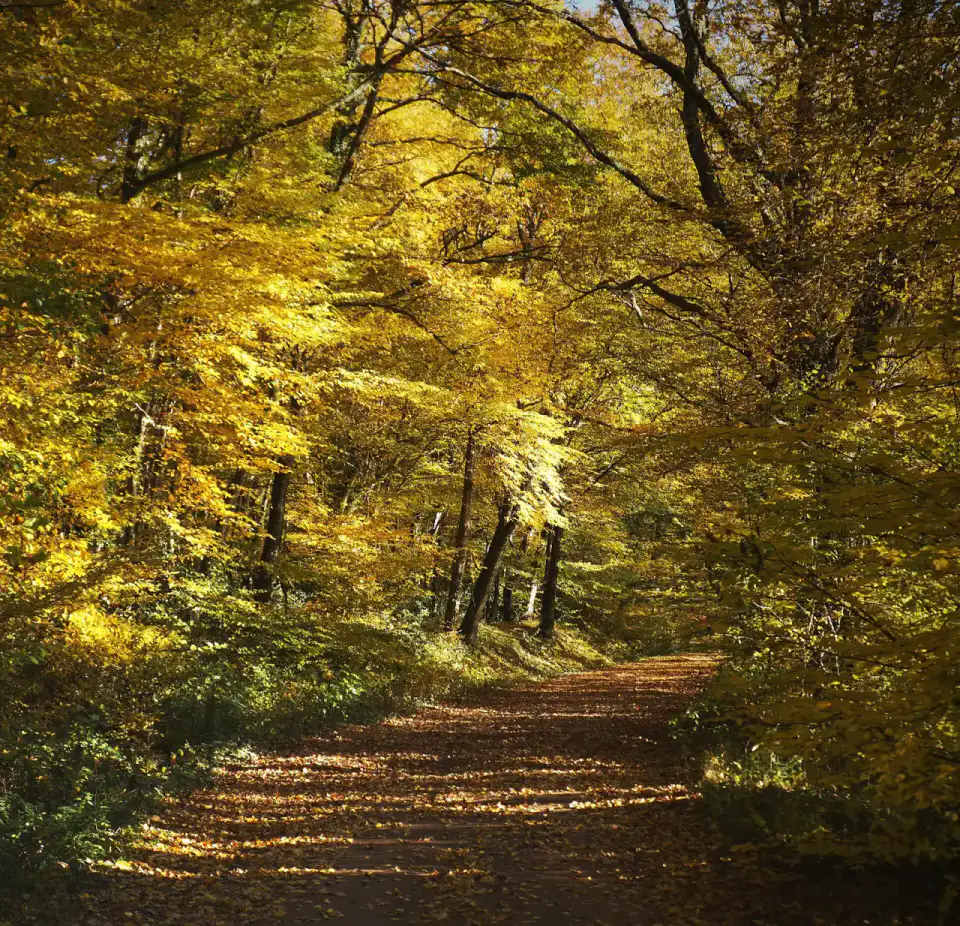Forêt domaniale - Sologne