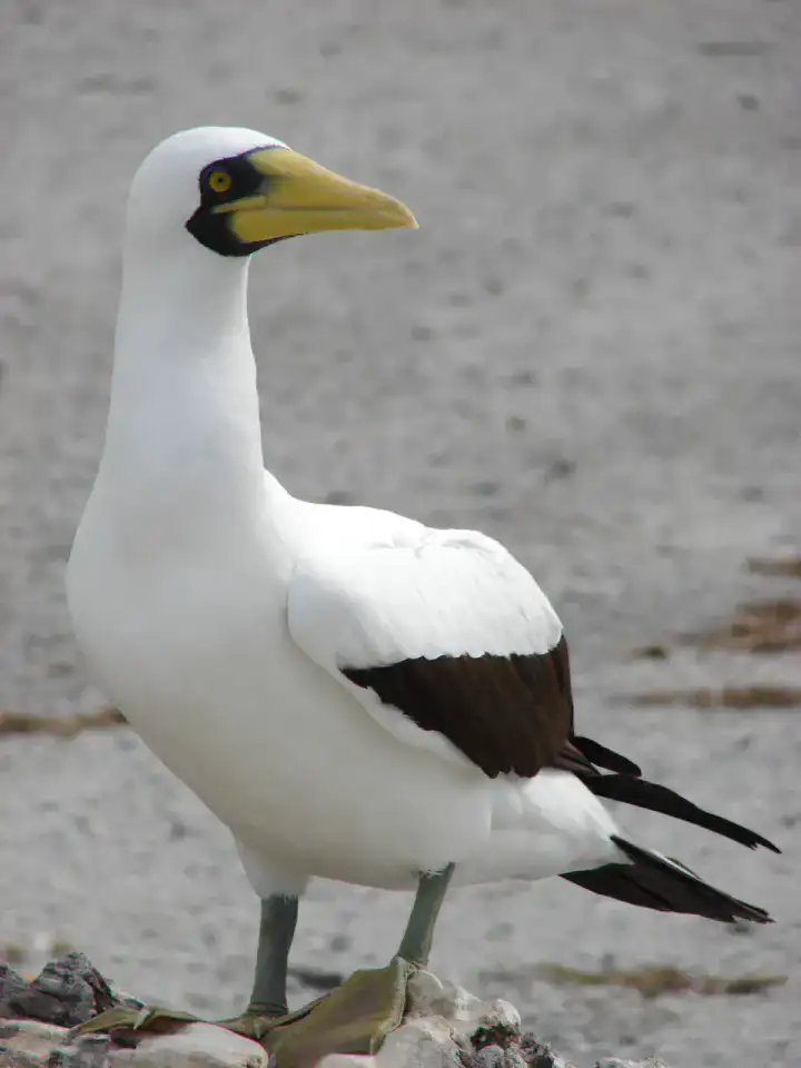 Colonies de fous masqués - Île de Clipperton