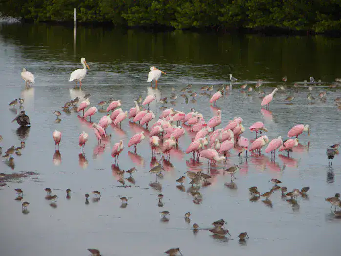 J. N. "Ding" Darling National Wildlife Refuge - Fort Myers, Sanibel et Captiva
