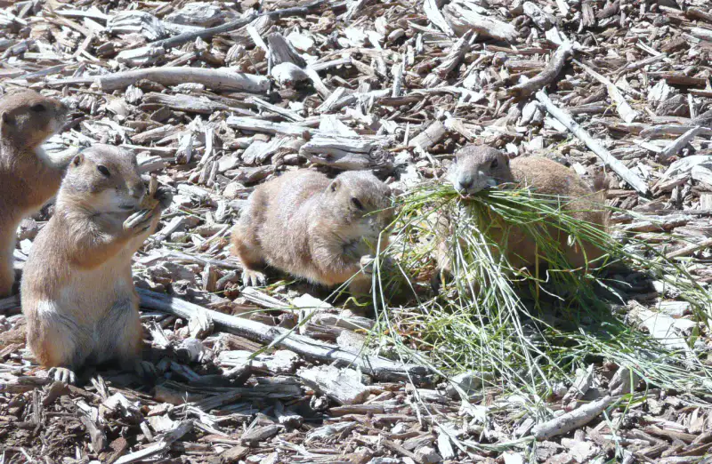 Prairie Dog Town - Lubbock et Caprock Canyons