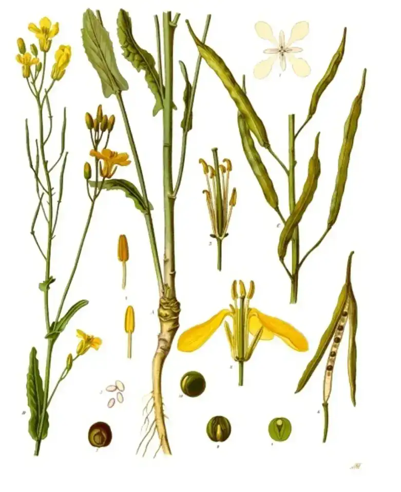 Floraison du colza - Menyuan