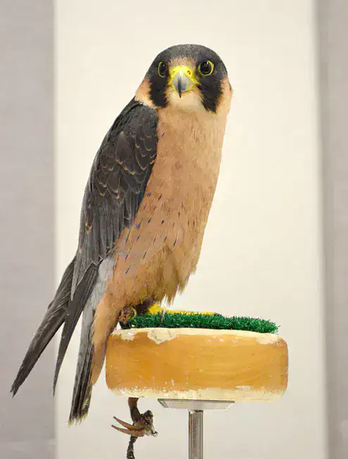 World Center for Birds of Prey - Boise