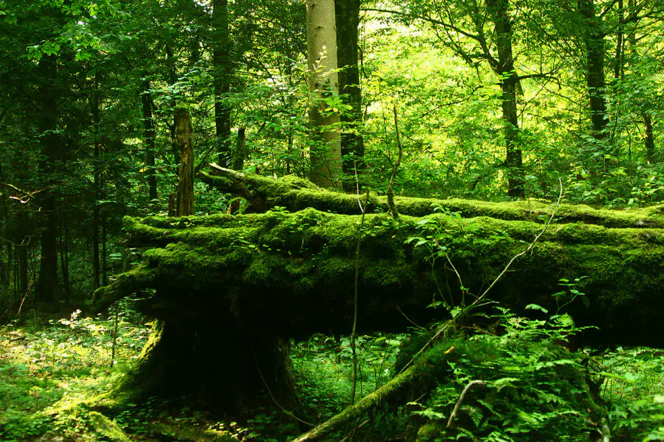 Parc national de Białowieża — Forêt de Białowieża