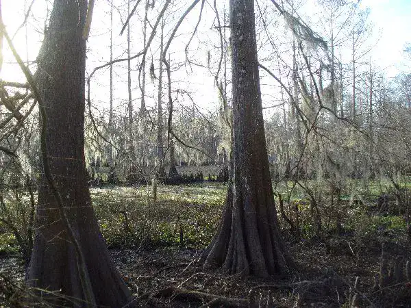 Lake Fausse Pointe State Park - Atchafalaya Basin
