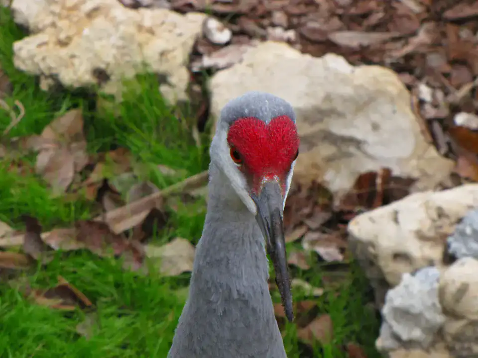 Homosassa Springs Wildlife State Park — Nature Coast et Crystal River