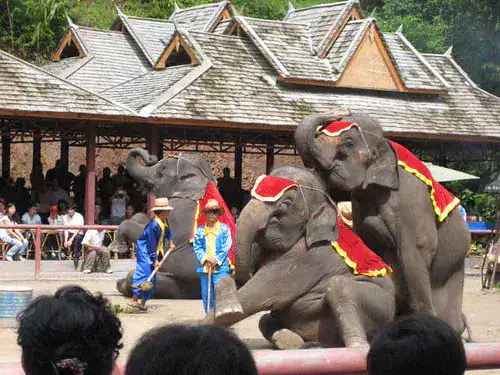 Vallée des éléphants sauvages - Xishuangbanna
